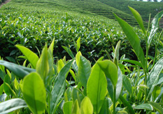 茶叶防伪标签方案